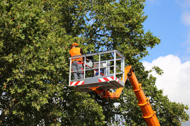 Why Choose Our Tree Removal Services in La Conner, WA?